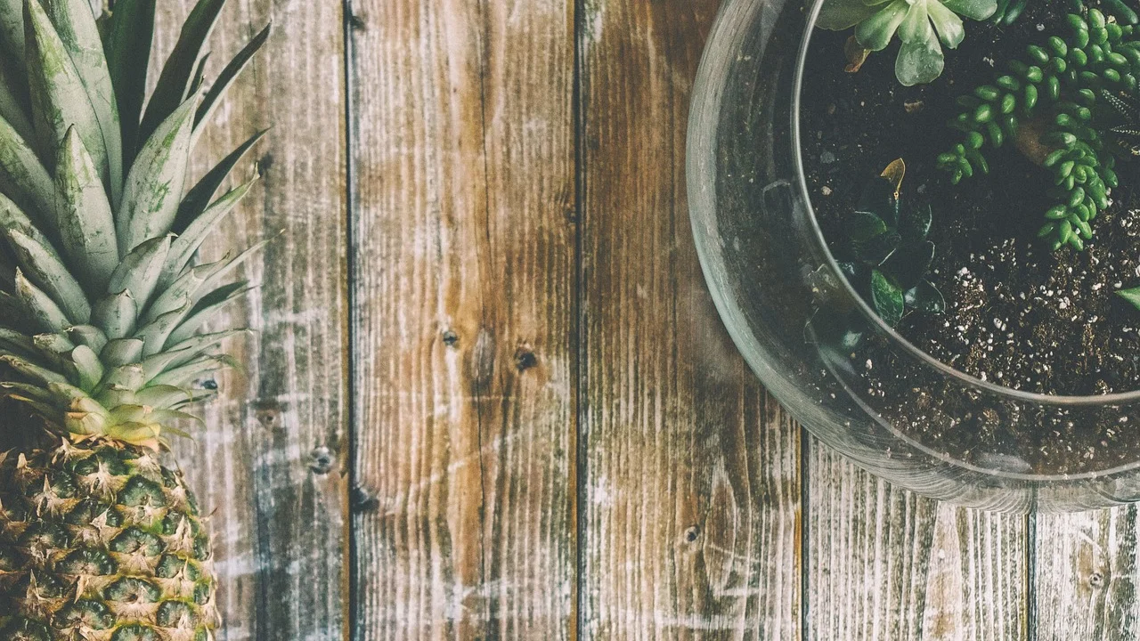 Terrário fechado com musgo e plantas de folhagem tropical