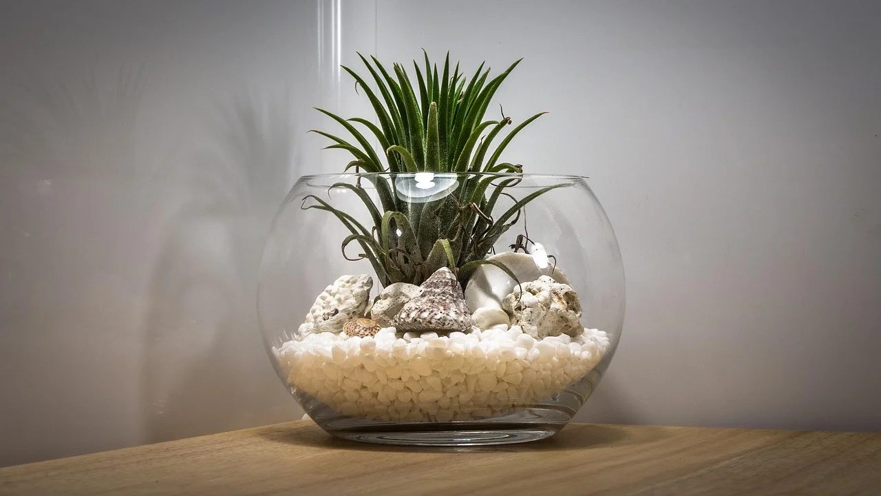 Suculentas pequenas em terrário aberto com pedras decorativas