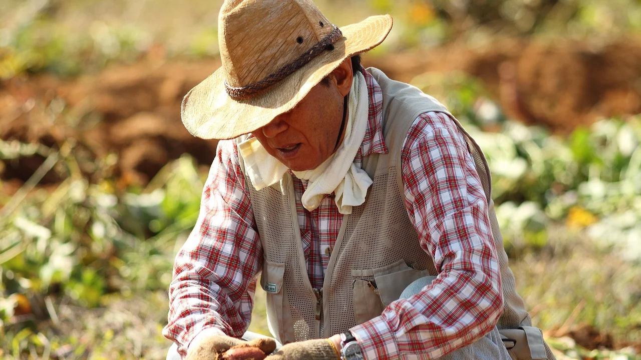 Preparação de substrato com composto orgânico para cultivo em vaso.