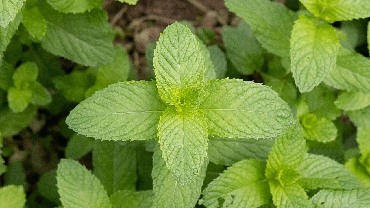 Substrato leve preparado para o cultivo de ervas aromáticas