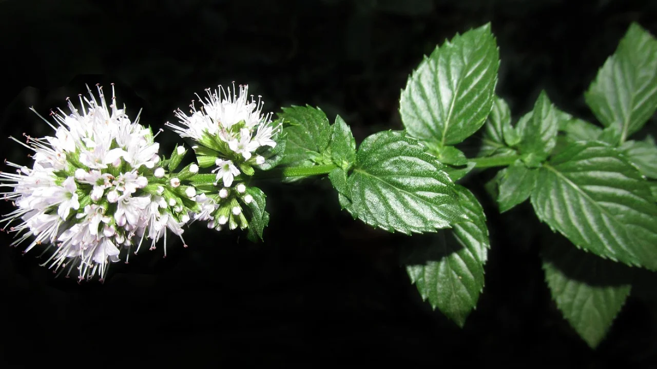 Hortelã cultivada em vaso em uma varanda iluminada