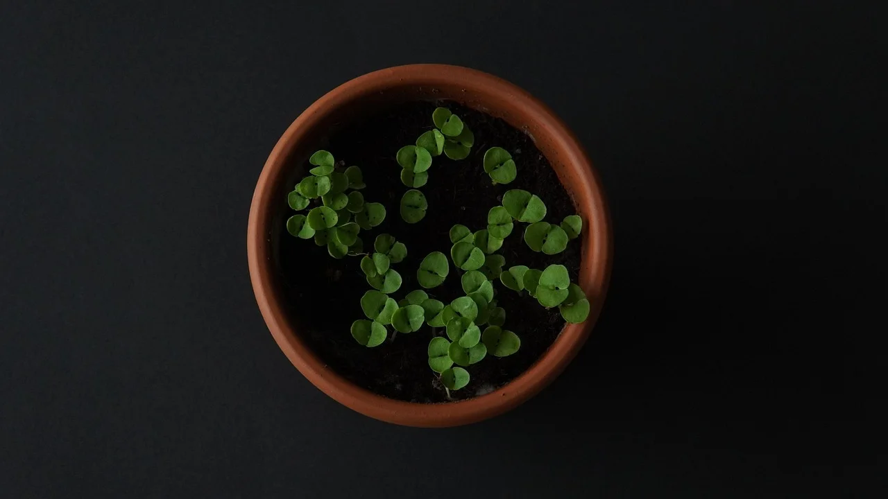 Folhas verdes de manjericão prontas para a colheita