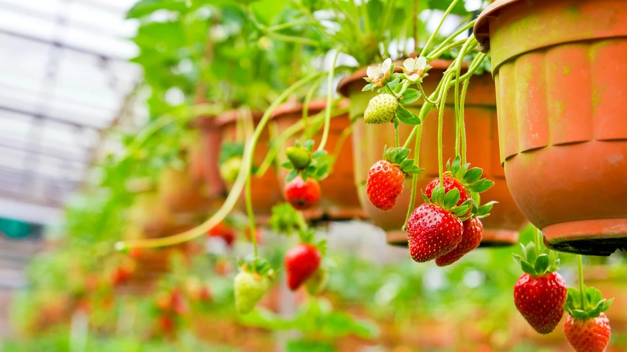 Morangueiro saudável cultivado em vaso com boa drenagem.