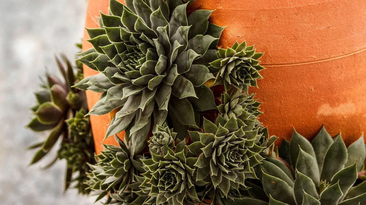 Mudas de morango plantadas com espaçamento em jardineira.