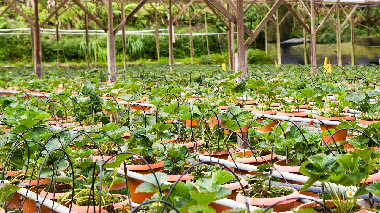 Substrato leve e rico em matéria orgânica para o cultivo.