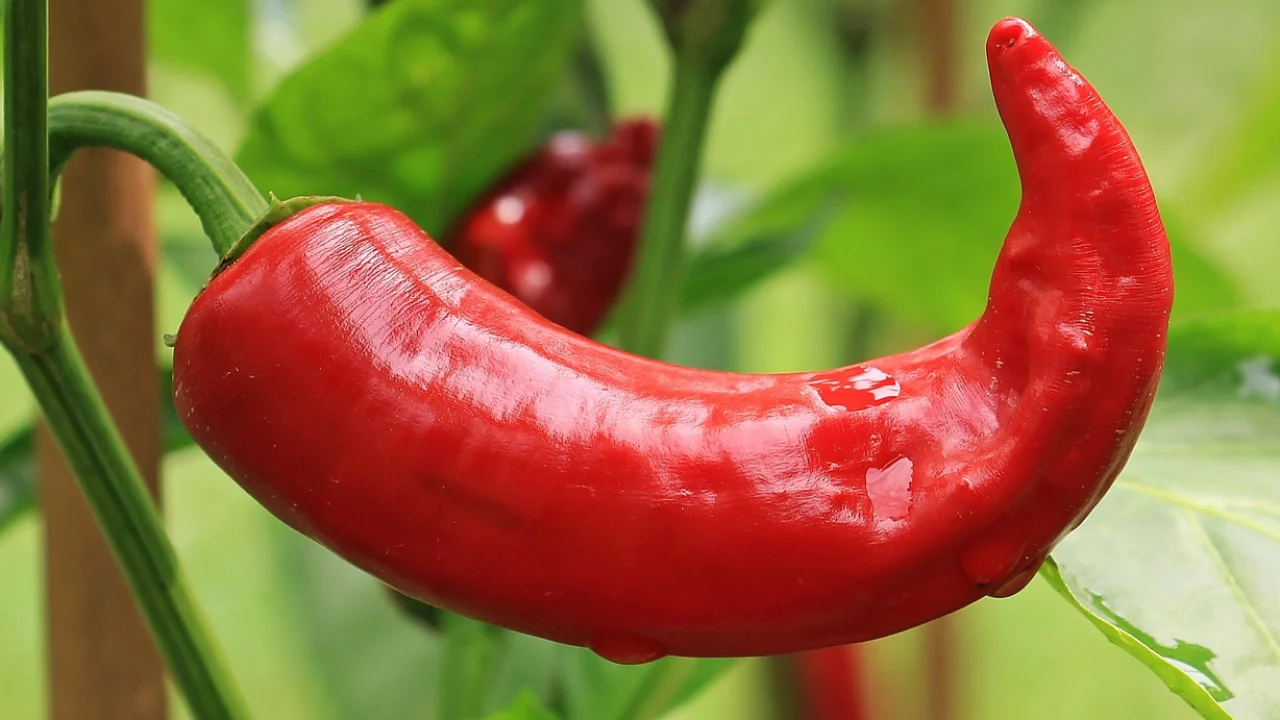 Flores brancas de pimenteira antes da formação dos frutos
