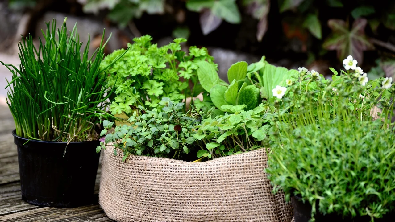 Jardineira com ervas aromáticas cultivadas na janela.