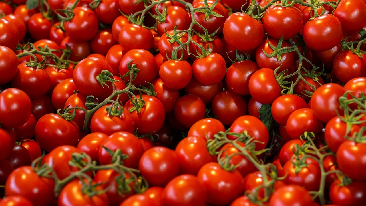 Tutor de bambu sustenta ramos carregados de pequenos tomates.