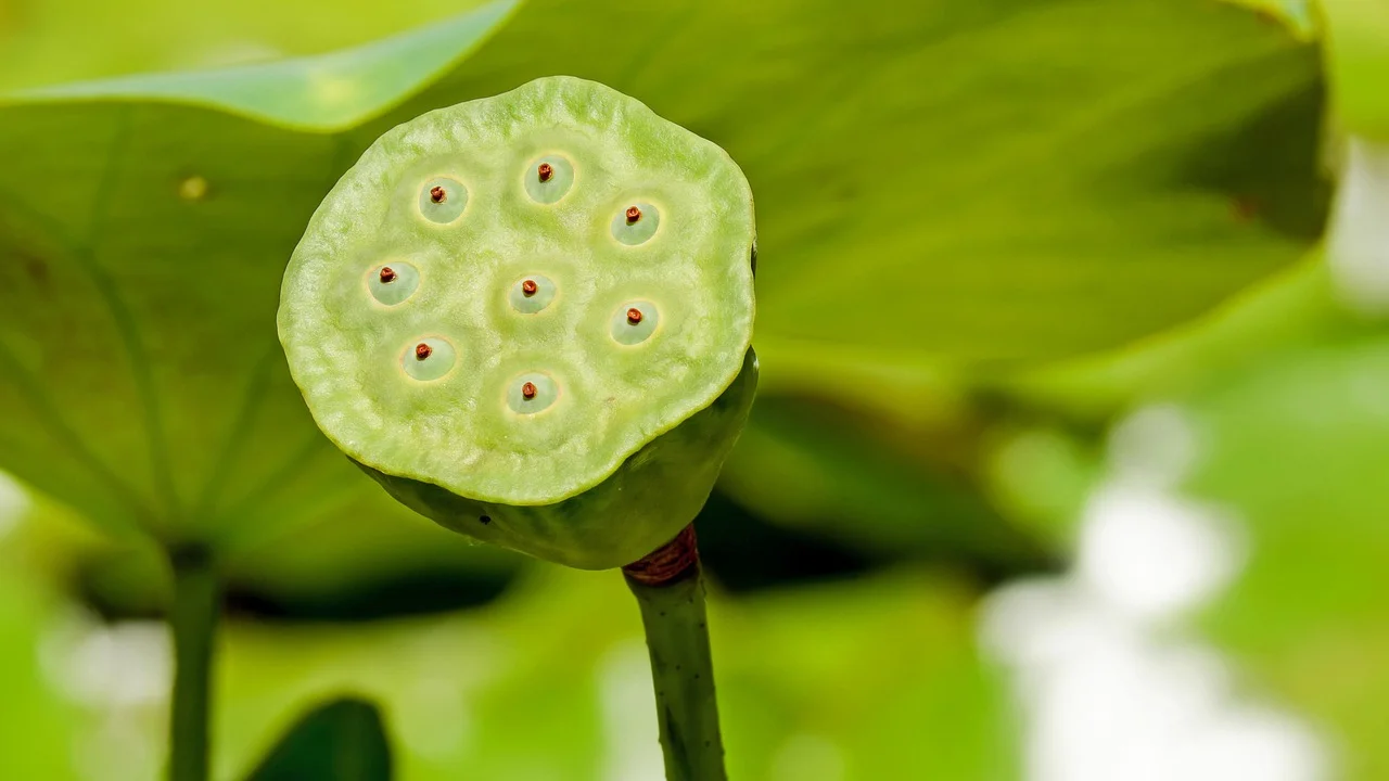 Luz indireta intensa favorece muitas plantas cultivadas em ambientes internos.