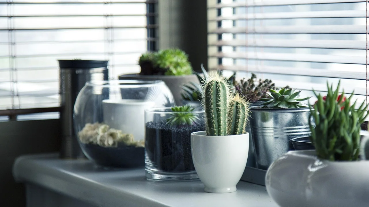 Plantas de interior próximas à janela com luz indireta.