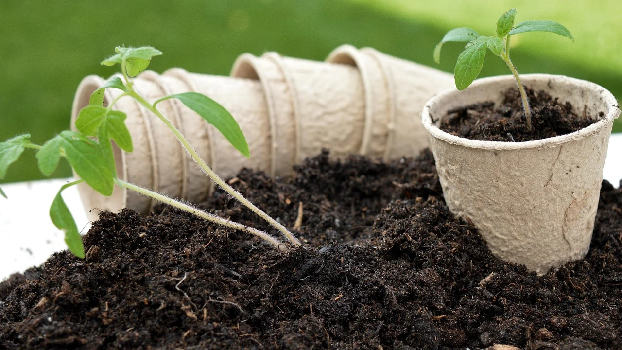 Planta sendo retirada com cuidado de um vaso pequeno.