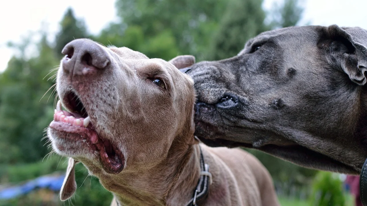 Limpador enzimático pode auxiliar na neutralização de odores de pets.