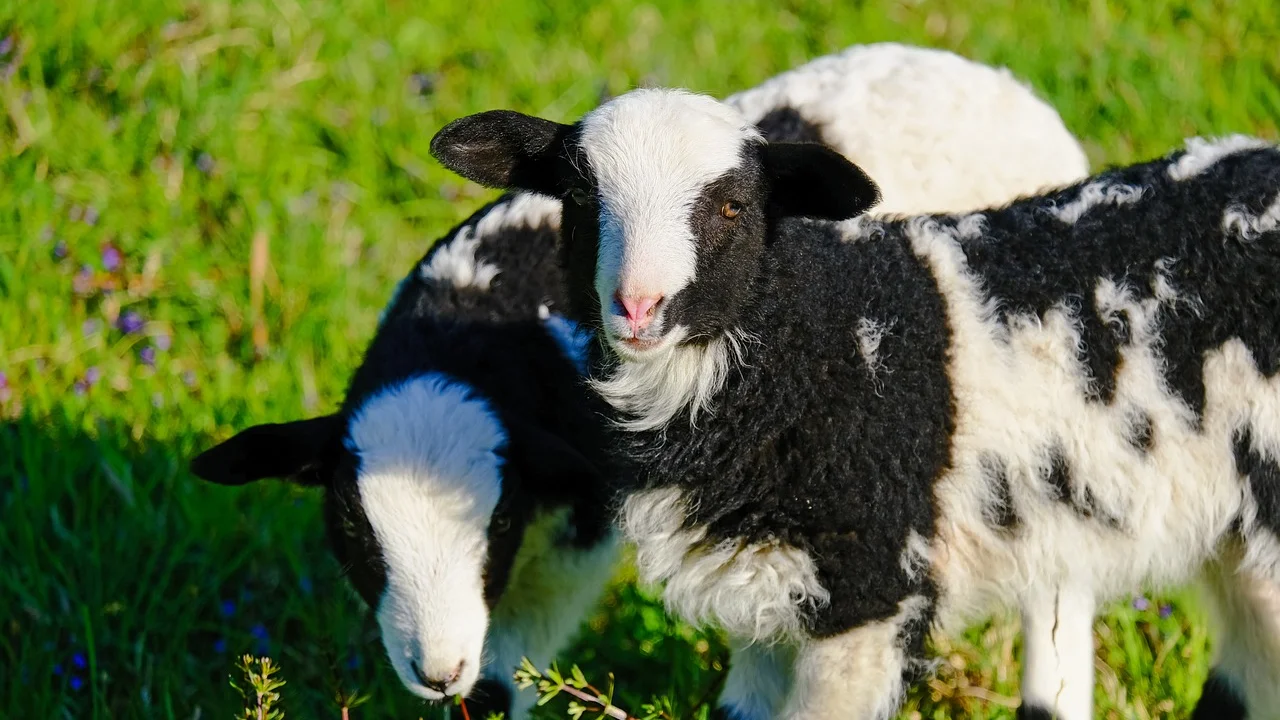 Aplicação de detergente líquido sobre uma mancha verde no tecido.