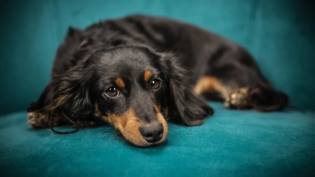 Cachorro descansando sobre uma manta lavável no sofá