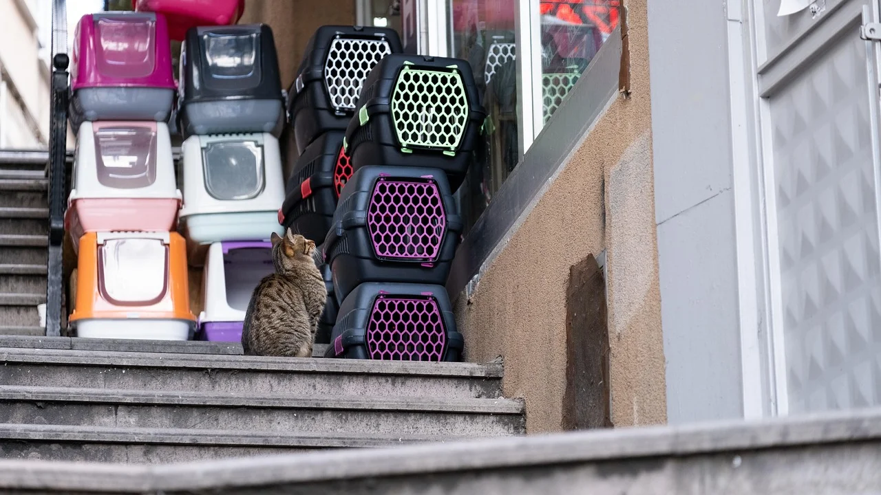Gato dentro de caixa de transporte ventilada e segura