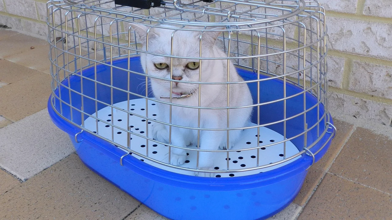 Gato conhecendo a caixa de transporte em casa