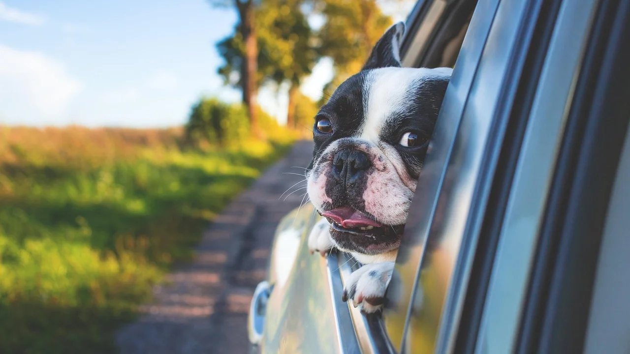 Cachorro acomodado com segurança no banco traseiro do carro.