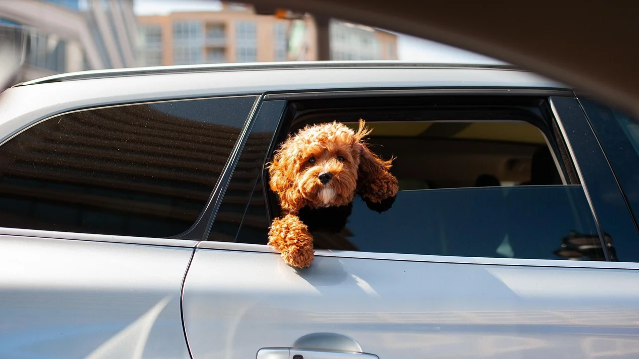Caixa de transporte firme e ventilada para viagens com cães.