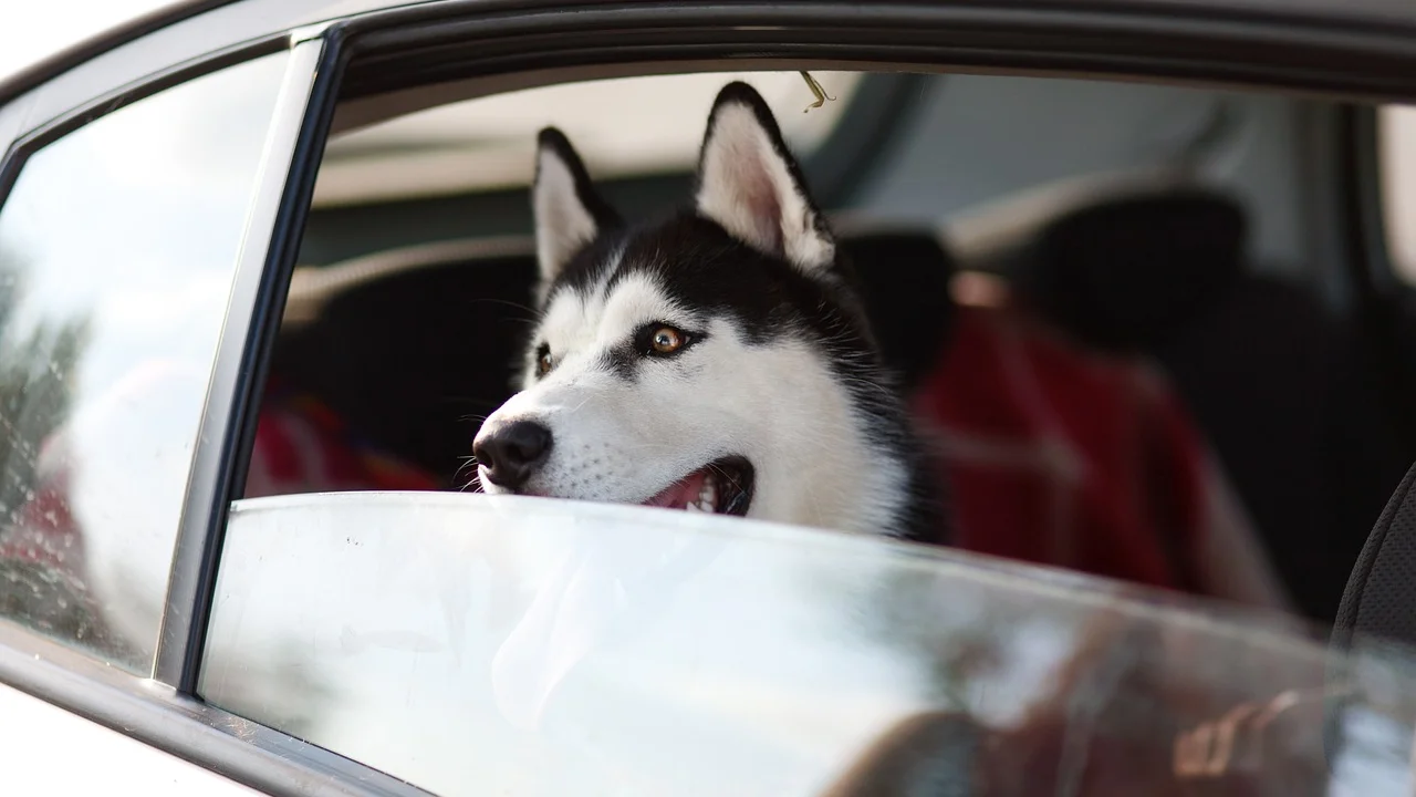 Cão na guia ao chegar a um destino desconhecido.