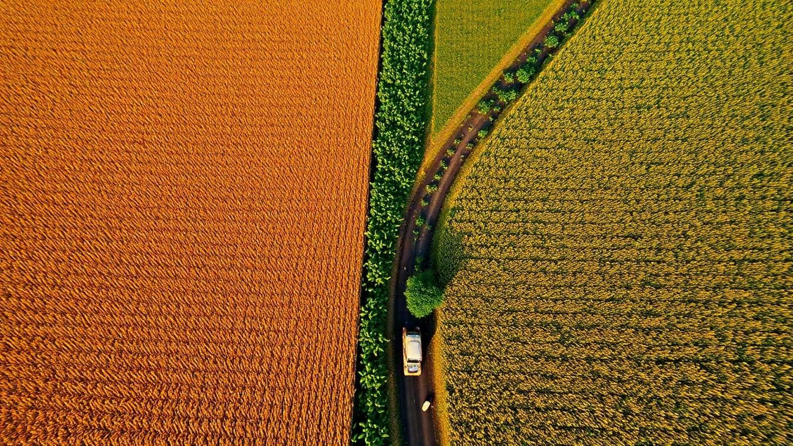Soja no Brasil: produção, mercado e exportação